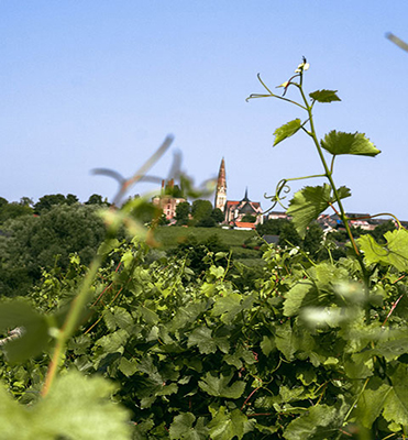 Domaine viticole Martigné Briand